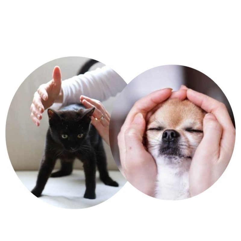 Reiki perro&gato Reiki perro&gato